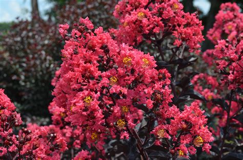Celebrating the Beauty of Midnight Magic Crepe Myrtle